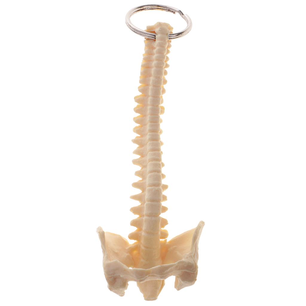 Handcrafted Human Spine Skeleton Model Keychain School Aid Learning Tool