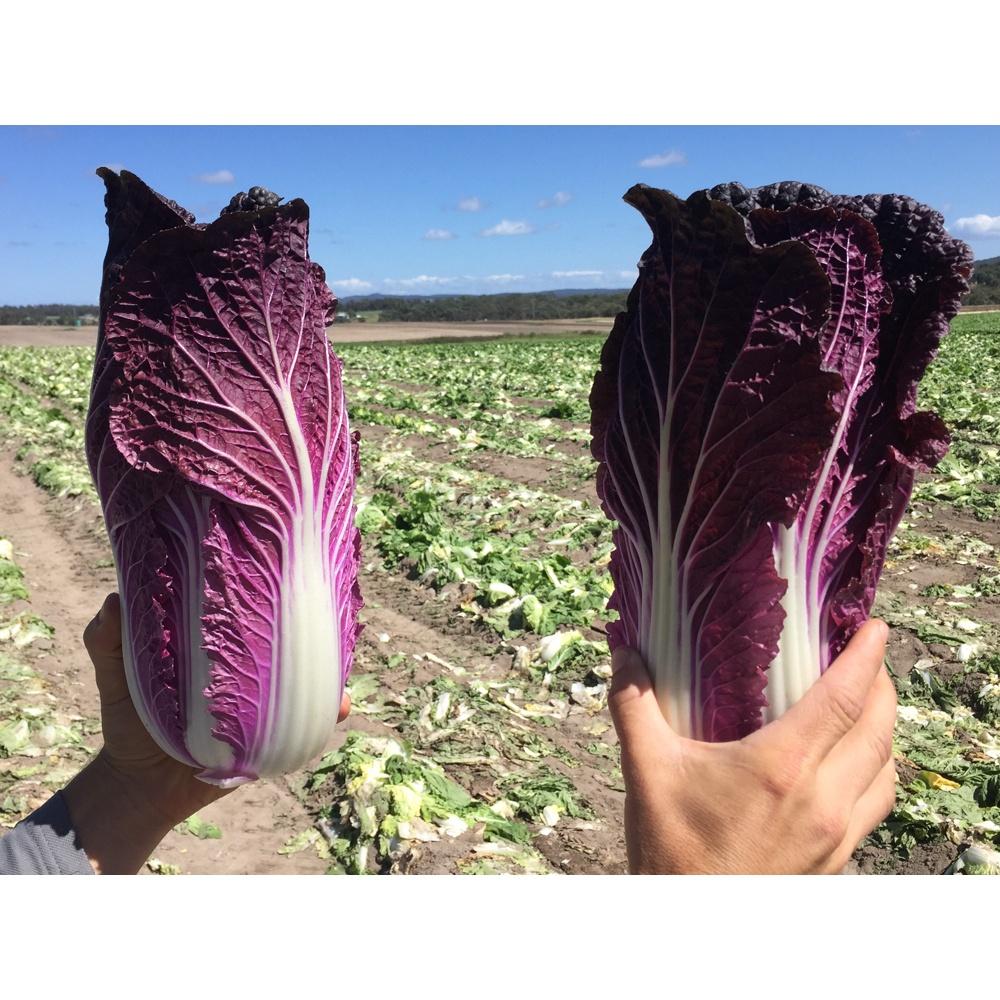 Hạt giống rau cải thảo tím Nhật Bản F1 KNS34006 - Gói 5 hạt