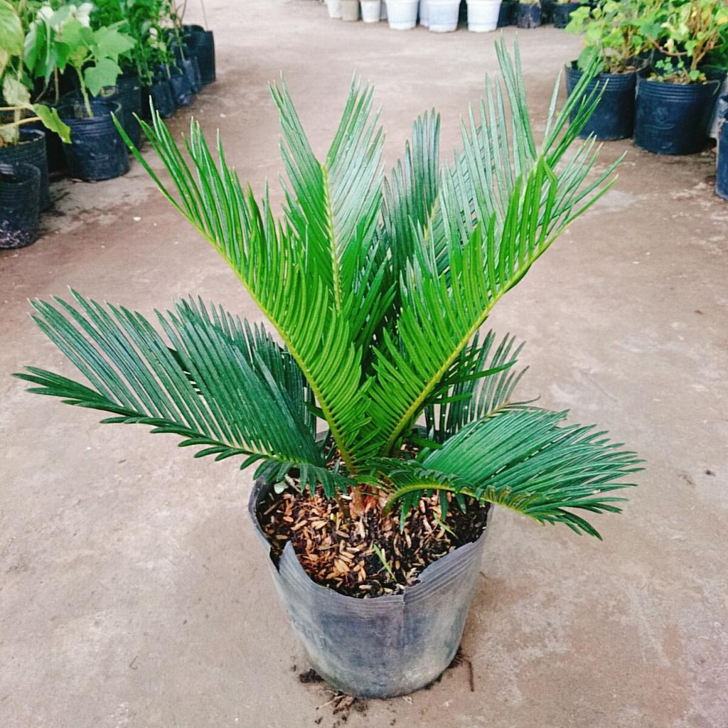 Cây thiên tuế - cây cảnh để bàn + tặng phân bón cho cây mau lớn