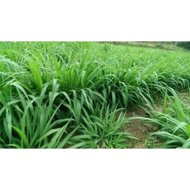 Hạt giống cỏ Mulato II gói 0,5kg