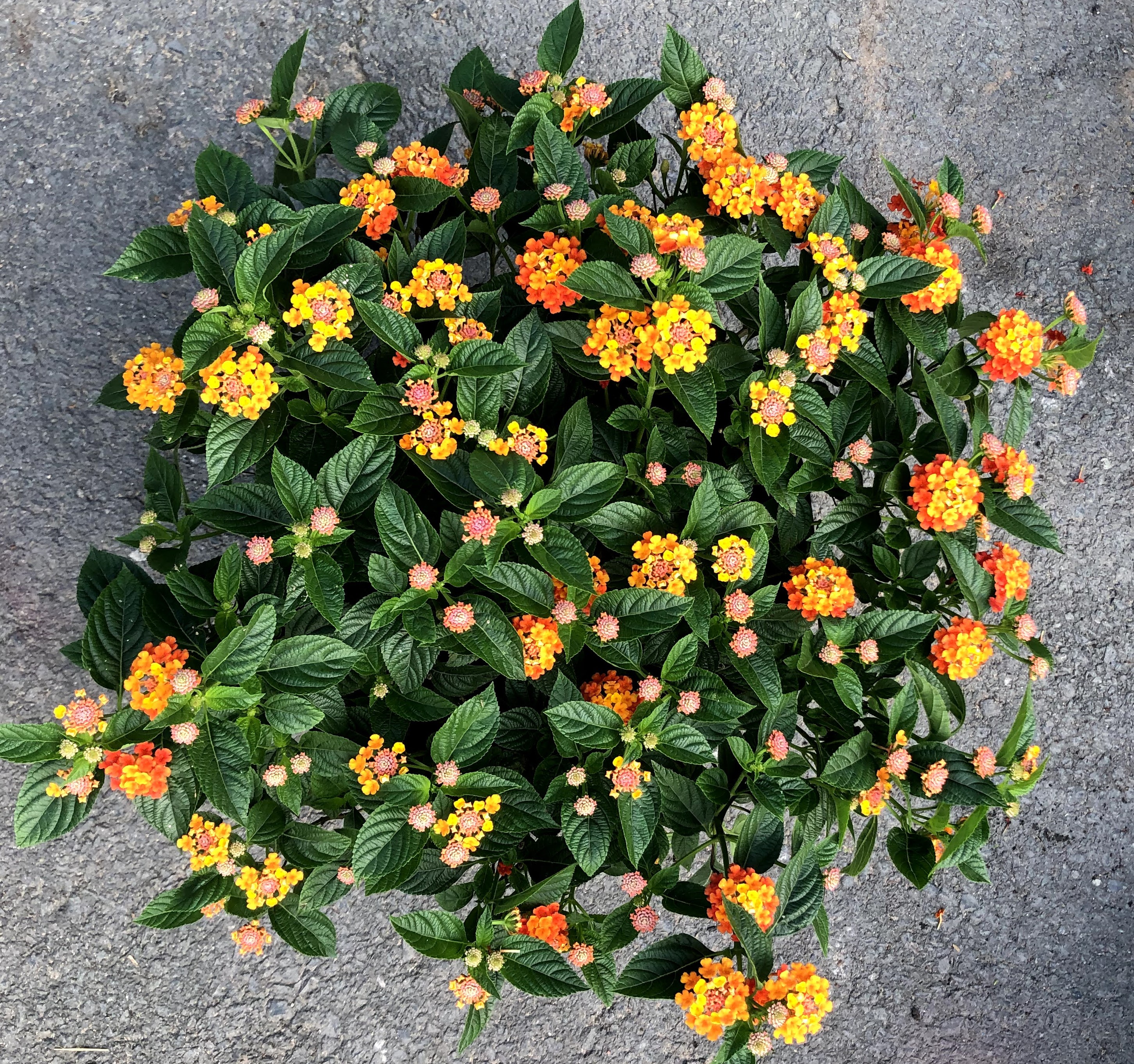 Cây hoa ngũ sắc tán rộng 50 - 70 cm