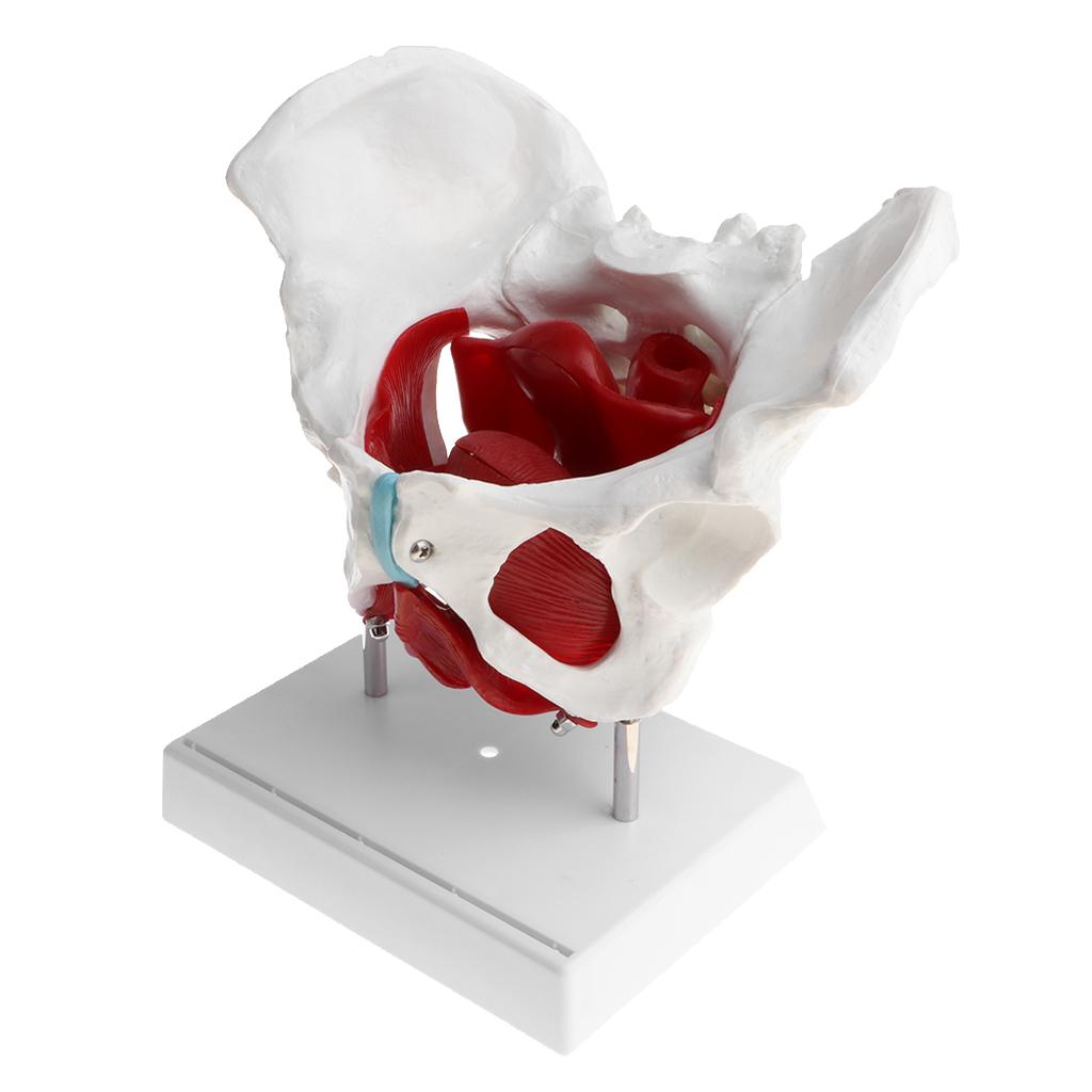 Female Pelvis Model With Muscles and Organs Anatomical Female Pelvis 1:1