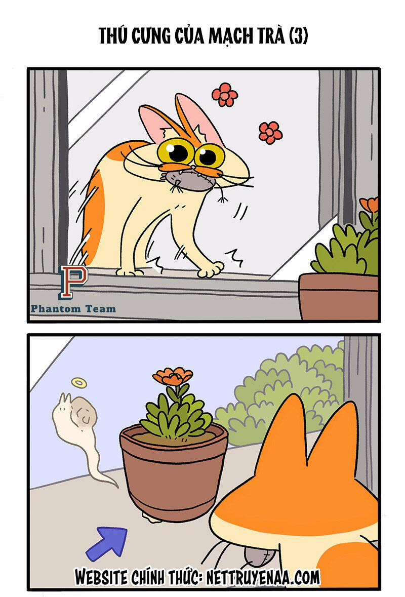 a mãn và mạch trà chapter 29 5
