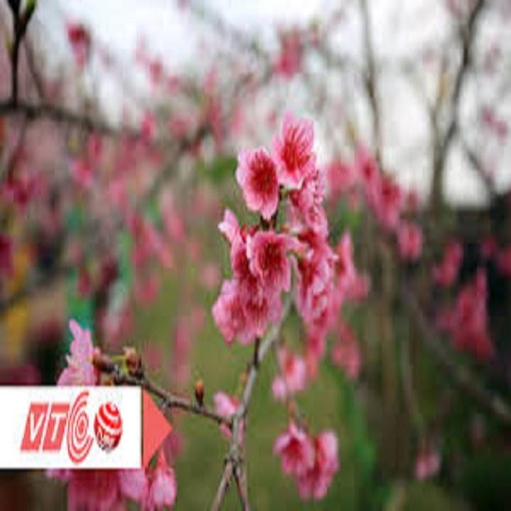 CÂY GIỐNG MAI ANH ĐÀO NHẬT BẢN