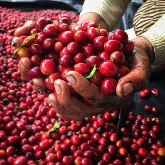 Cà phê (cafe)  rang xay nguyên chất Robusta hữu cơ 100% berry culi - Vanbina Coffee Single origin ( Dạng bột )