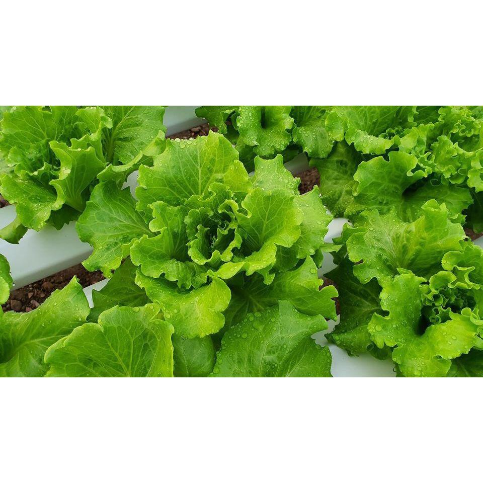 Hạt Giống Xà lách Xoăn Xanh 5gr F1 Dễ Trồng Cây Khỏe