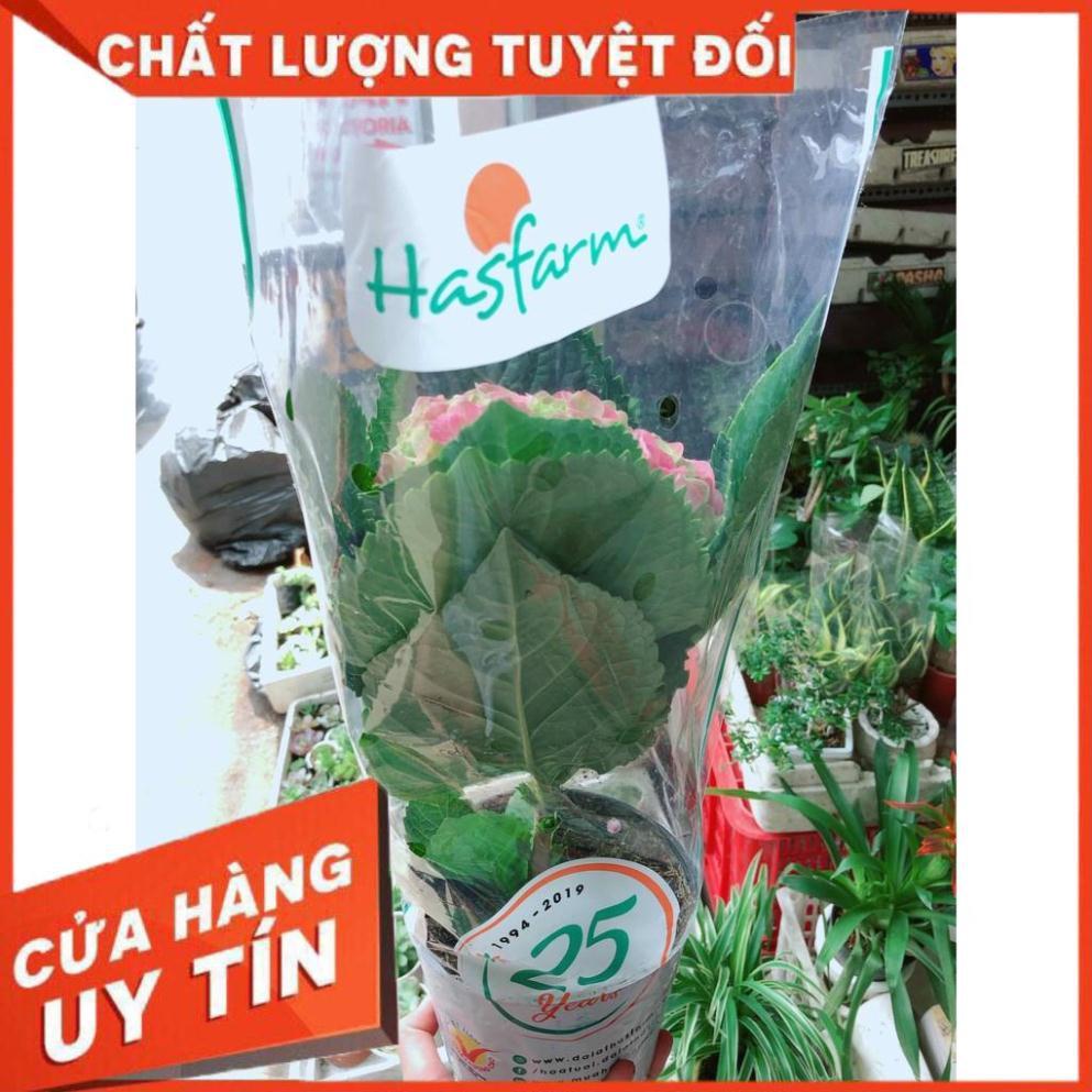Tú cầu kèm chậu sứ trắng Nhiều Người Mua