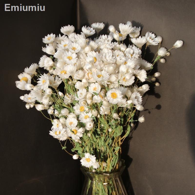 ■rudansi hoa thật khô Trang trí nhà phòng khách Chụp dã ngoại phong cách châu âu