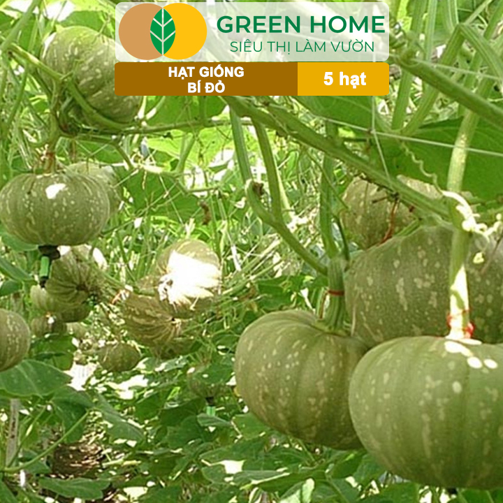 Hạt Giống Bí Đỏ Greenhome, Gói 5 Hạt, Dễ Trồng, Nảy Mầm Cao, Thu Hoạch Nhanh, Năng Suất Cao T03