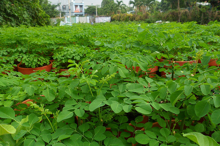 Hạt Giống Chùm Ngây NANO-CHUMNGAY (10 Hạt / Gói)