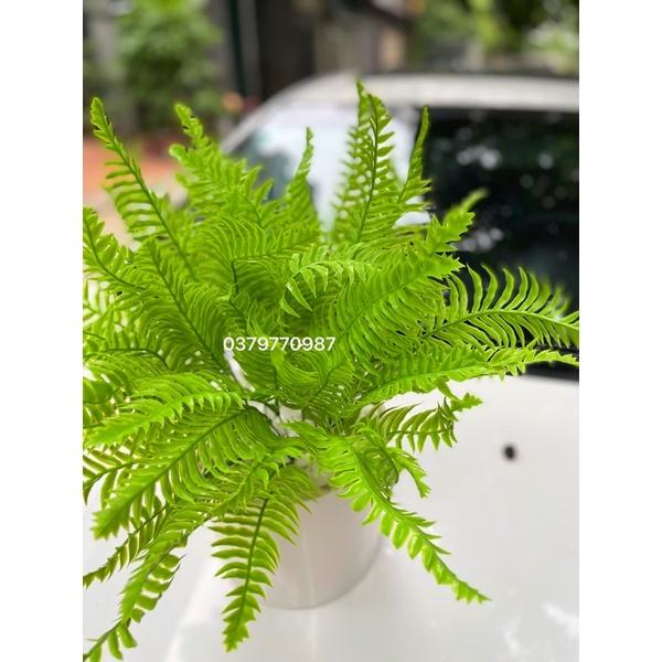 Dương xỉ trang trí