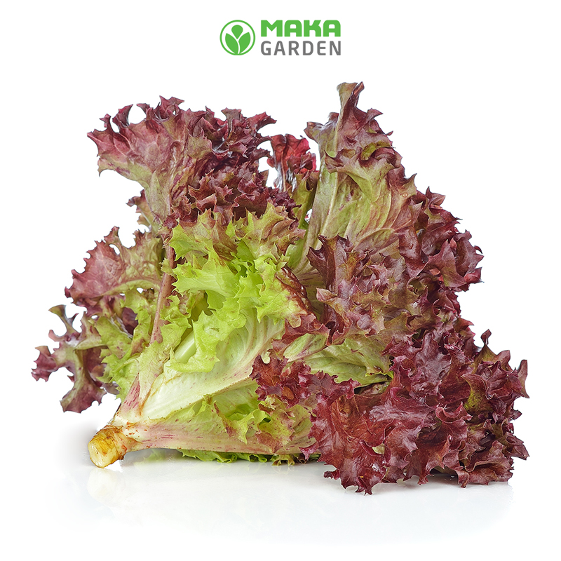 Hạt giống Xà Lách Tím Lollo Rossa - Gói 2Gr - Cao Sản, Trồng Quanh Năm