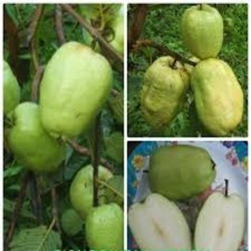 CÂY ỔI KHÔNG HẠT - Hàng cây giống chuẩn F1