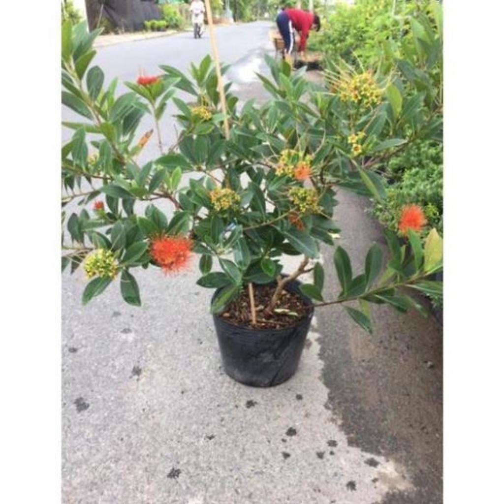 Cây mai thái siêu hoa , cây đẹp, giống chuẩn
