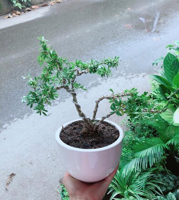 Chậu Cây Linh Sam