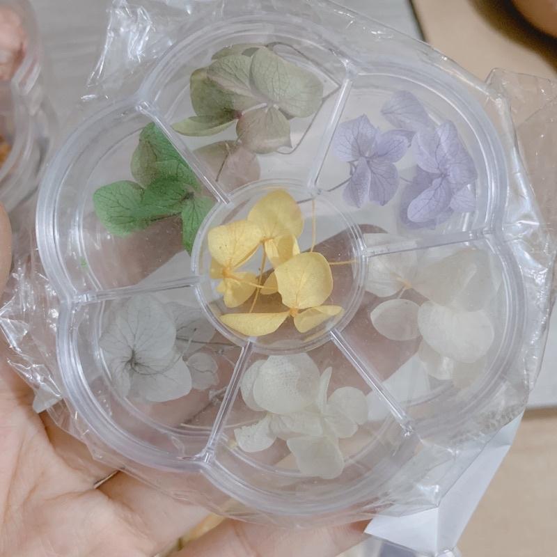 Hoa khô omber ẩn gel, hoa khô cánh to