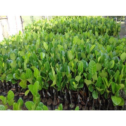 Cây giống Mít Tố Nữ ghép
