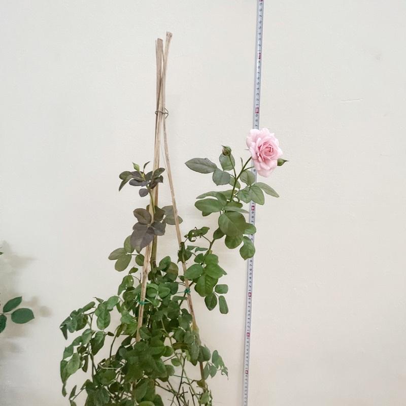 Hoa Hồng ngoại Alister Clack cây nguyên bản-bầu to lớn, cây trưởng thành trưởng thành