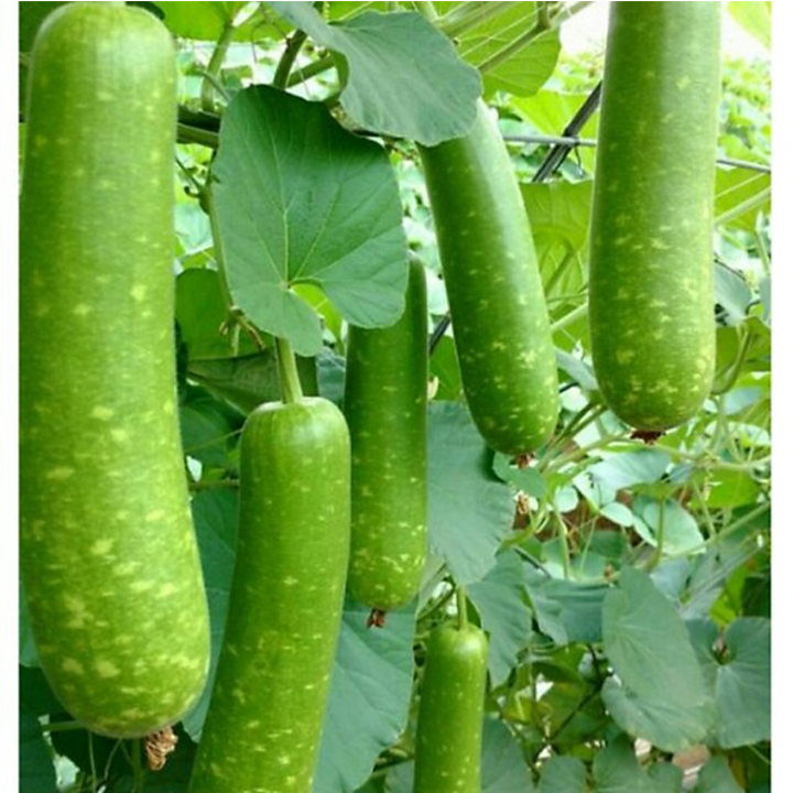 100 HẠT GIỐNG BẦU SAO NGẮN