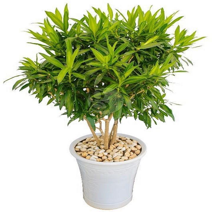 CÂY TRÚC BÁCH HỢP-CÂY CAO LỚN TRƯỜNG THÀNH