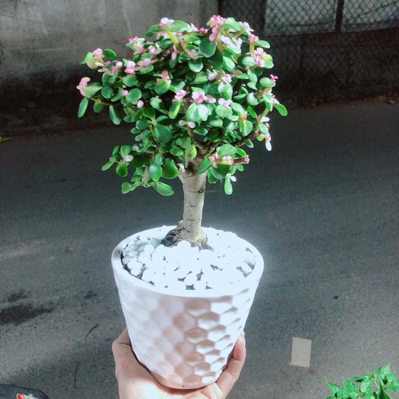 Chậu Cành Vàng Lá Ngọc Cổ Thụ