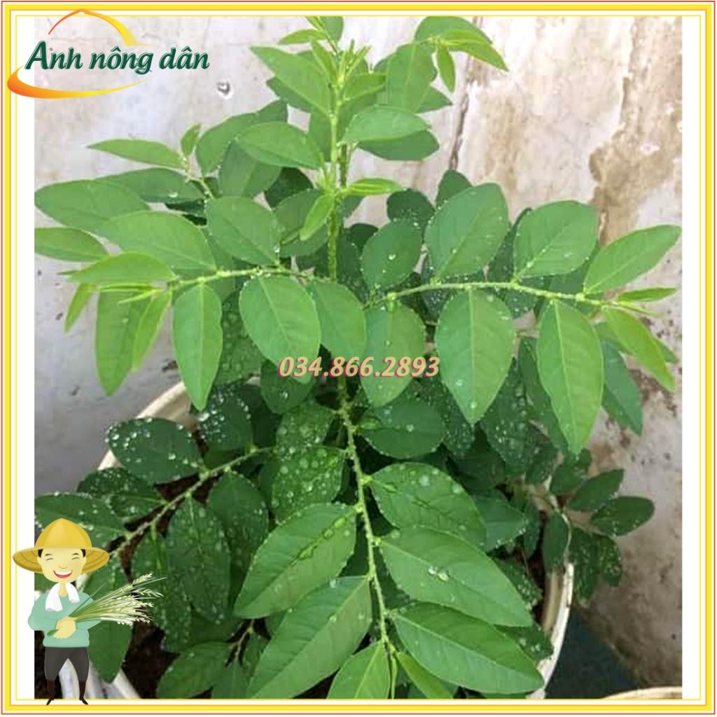 Hạt giống rau ngót, bồ ngót, năng suất cao dễ trồng dễ chăm sóc, nhanh thu hoạch