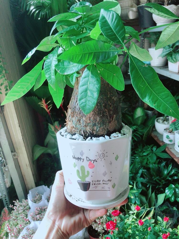 Chậu Cây Kim Ngân