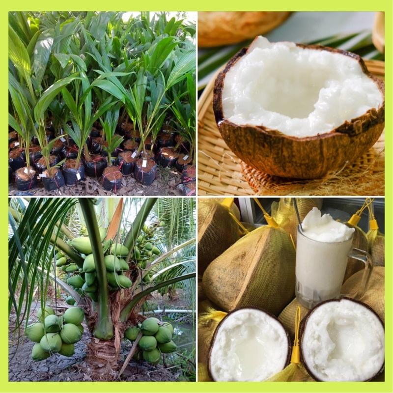 Cây giống dừa sáp, dừa đặc ruột, dừa kem.