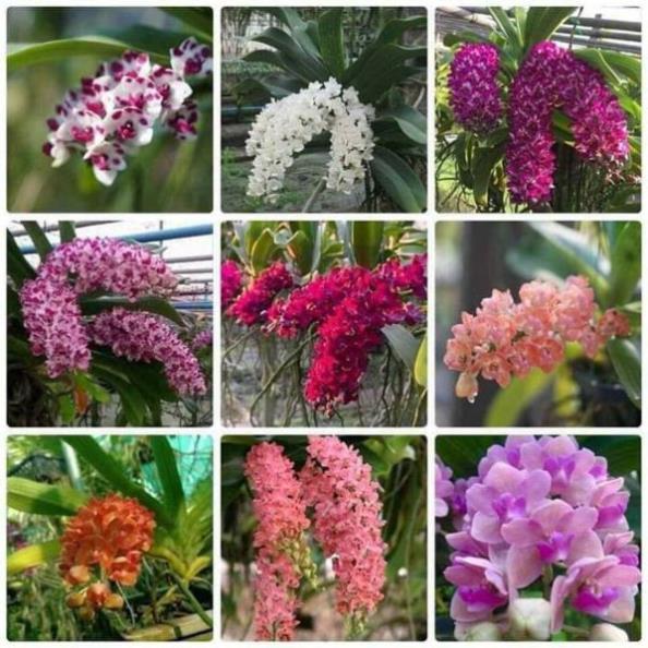 Sản Phẩm chậu đai châu thái 4 cặp lá