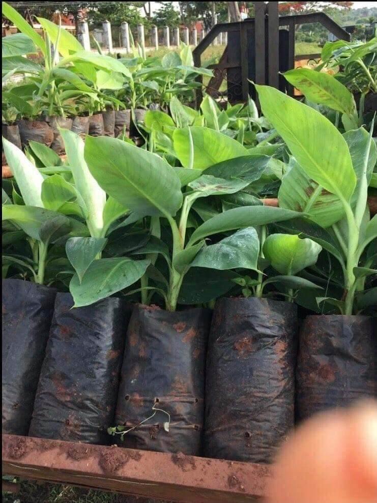CÂY GIỐNG CHUỐI TÍM CẤY MÔ F1