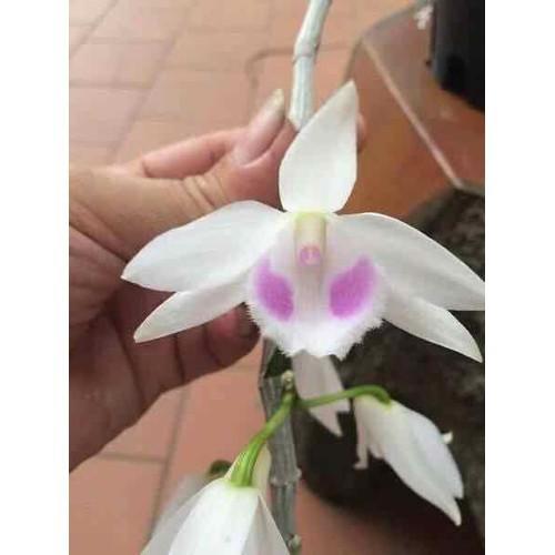 Cốc phi điệp 5 cánh trắng HẢI DƯƠNG - hàng gieo hạt - hoa xổ số - hoa siêu đẹp