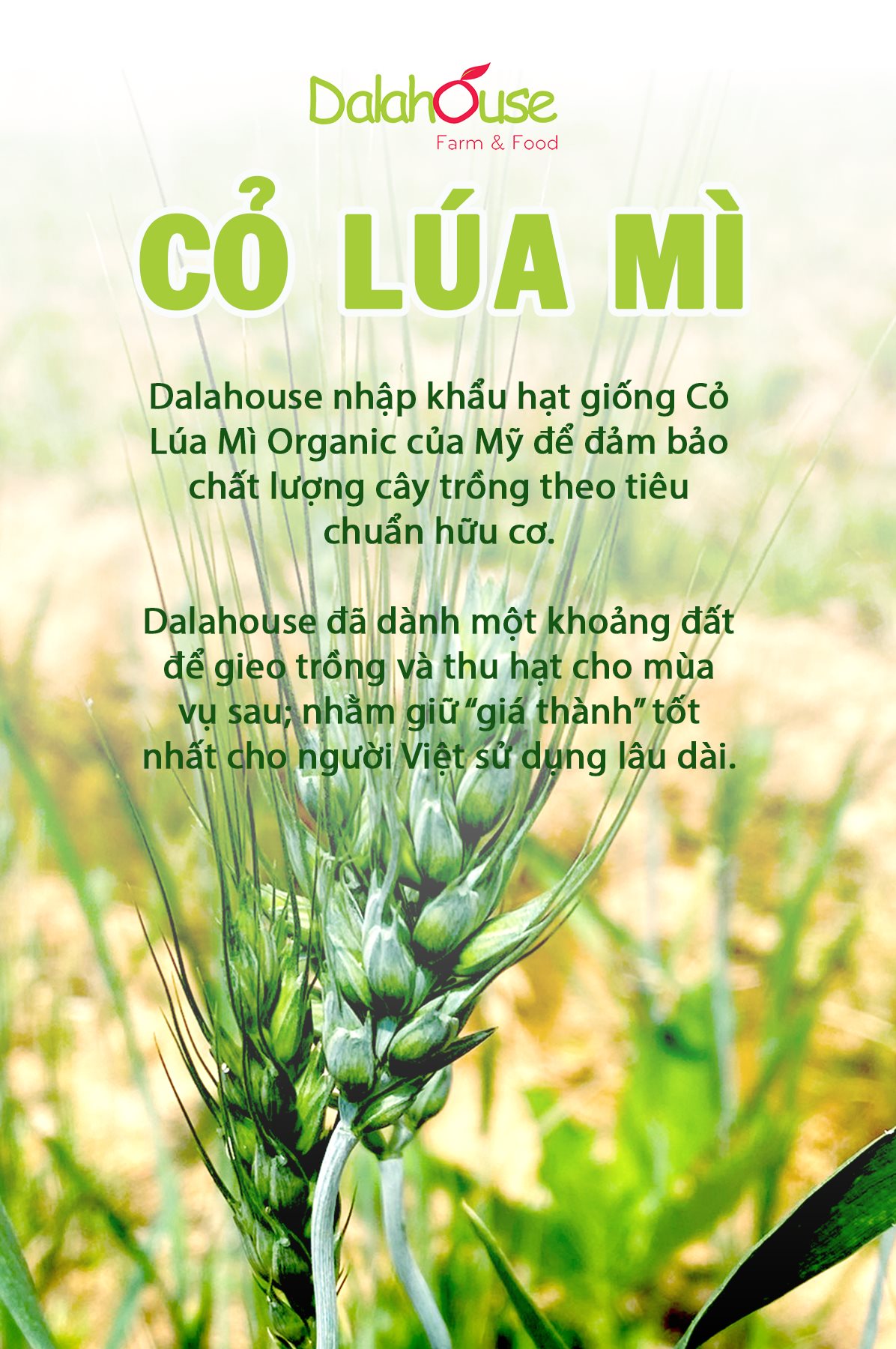 Bột Rau Củ Cỏ Lúa Mì Dalahouse (Hộp 20 gói x 3gr) – Sử Dụng Cho 1 Lần Uống – Hỗ Trợ Thải Độc, Mát Gan, Hỗ Trợ Cho Tiêu Hóa Tốt, Giảm Táo Bón – Đạt Tiêu Chuẩn Chất Lượng FDA Hoa Kỳ