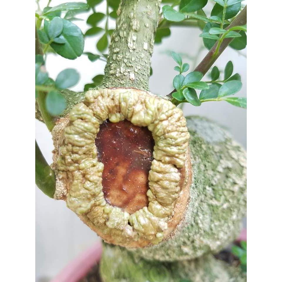 Keo liền sẹo cây Mỹ Tiến 225gr hàng mới sản xuất 100% hạn dùng 2 năm, liền nhanh vết cắt bonsai, hoa lan cây cảnh
