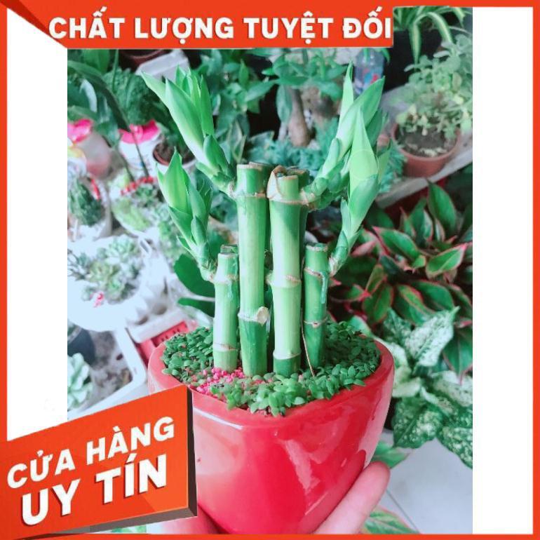 Chậu cây phát tài Nhiều Người Mua