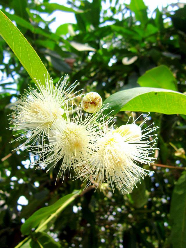 Cây Mận Trắng Sữa - Giống cây trồng cây ăn trái
