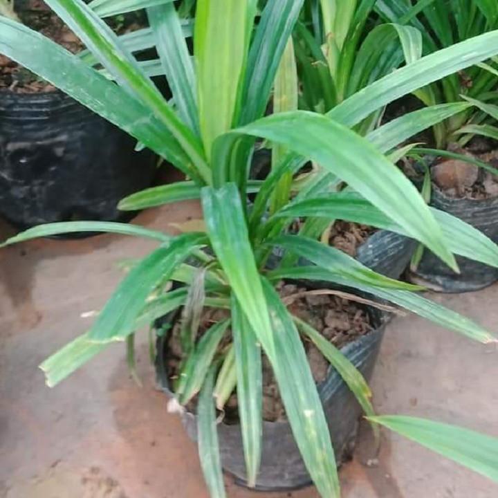 Cây Lá Nếp Thơm