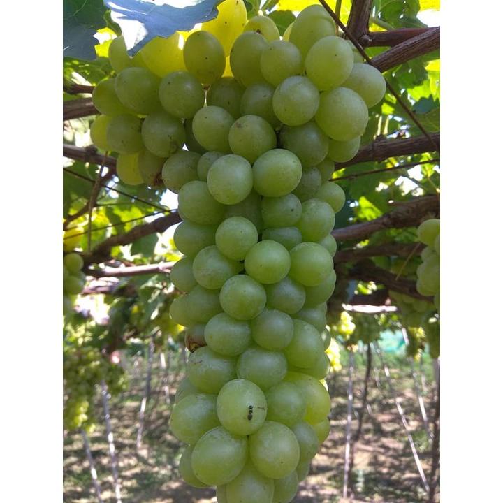 CÂY GIỐNG NHO XANH.