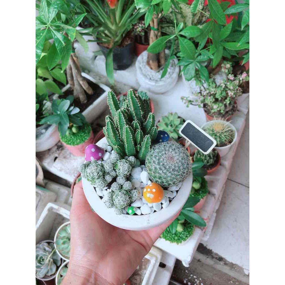 Chậu xương rồng mix Bán Chạy