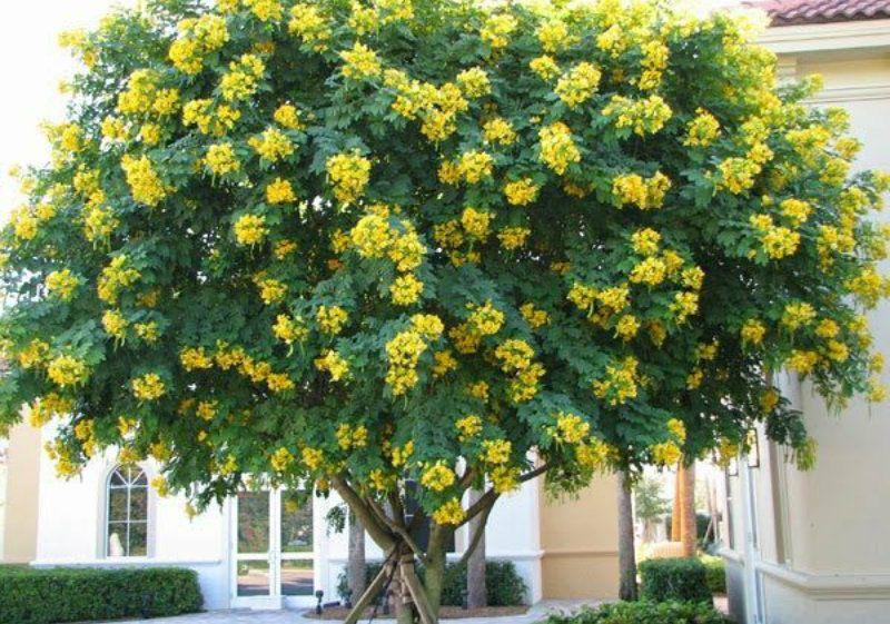HẠT GIỐNG CÂY MUỒNG ĐEN