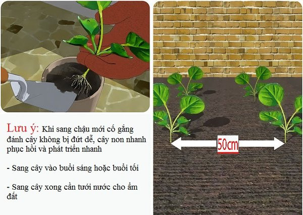 Hạt giống bắp cải tí hon 3