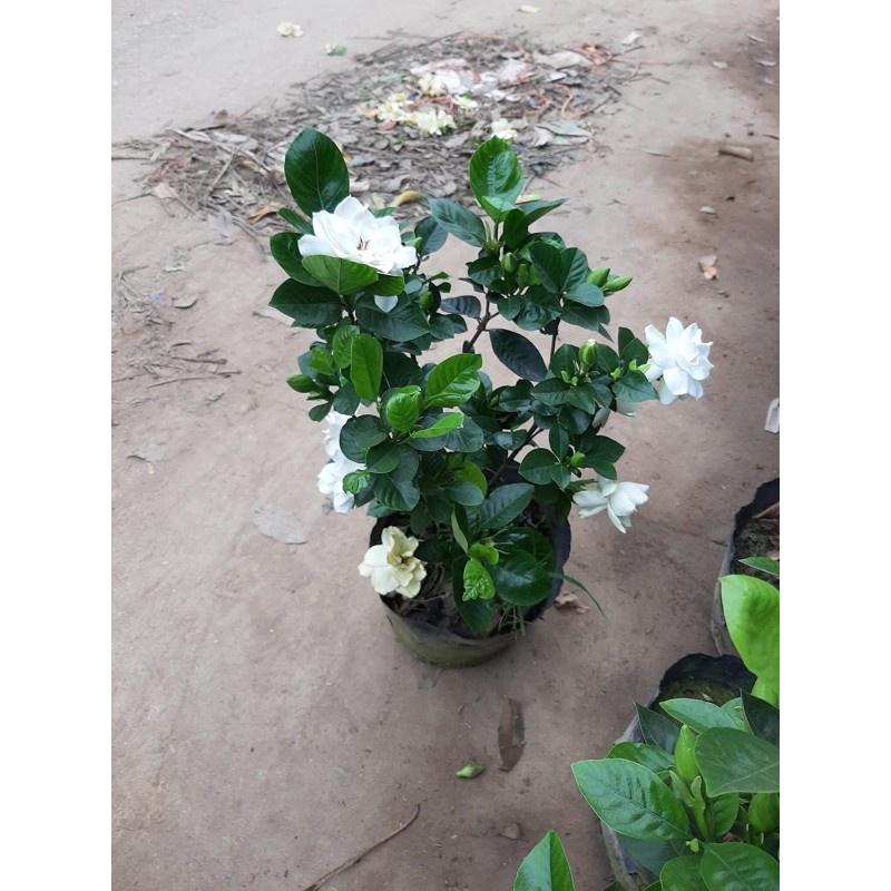 Cây Bạch Thiên Hương cao 40cm