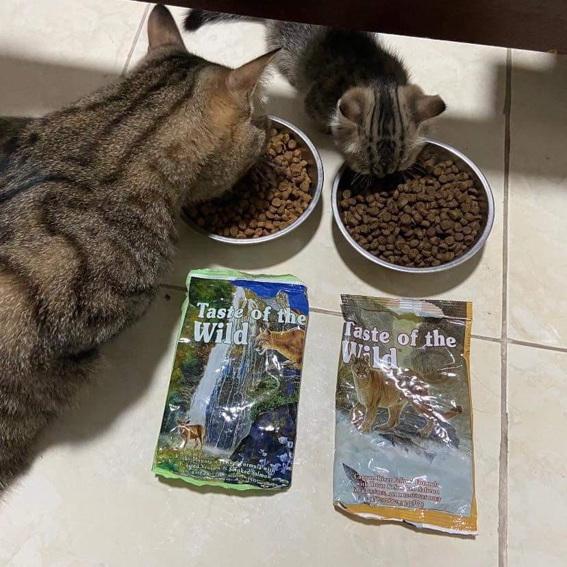 Thức Ăn Cho Mèo - Taste Of The Wild - Có 3 Vị