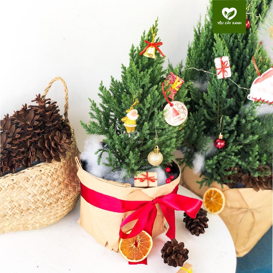 Cây Sơn Tùng Noel + TẶNG kèm giấy Kraft khổ lớn trang trí cây