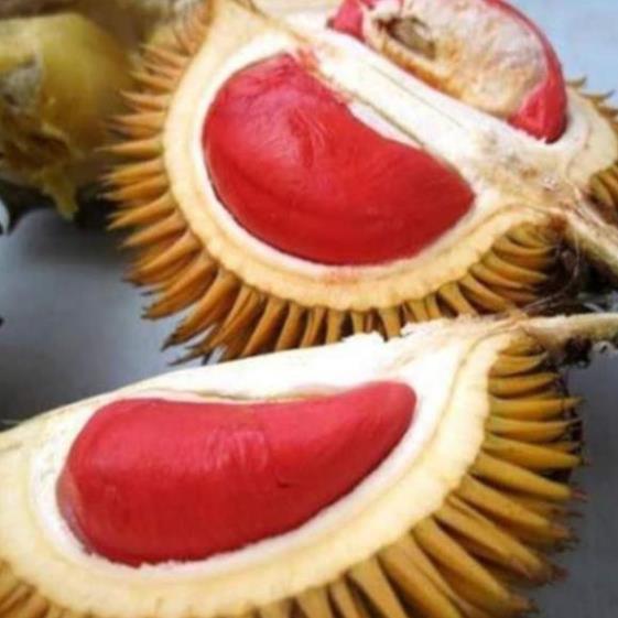 Cây sầu riêng ruột đỏ
