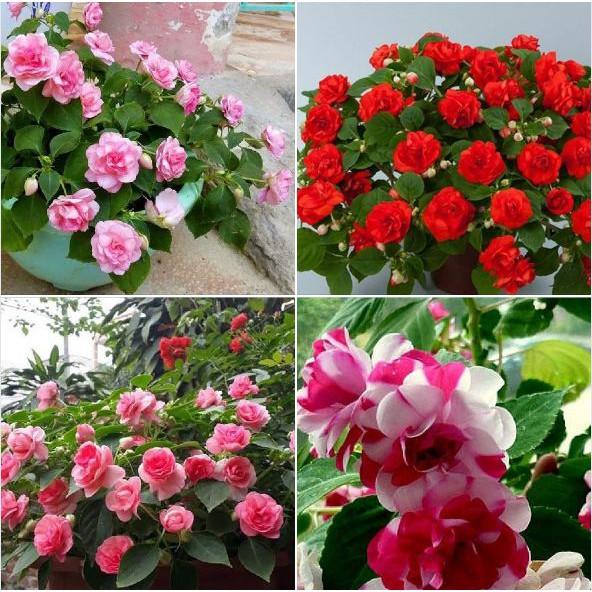 Hạt giống hoa ngọc thảo kép mix 20 hạt/gói