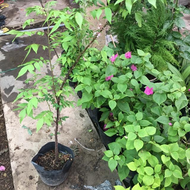 Cây Giống Khế Ngọt Thái Lan