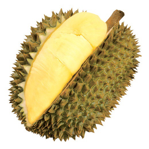 CÂY GIỐNG SẦU RIÊNG MONTHON SIÊU SỚM