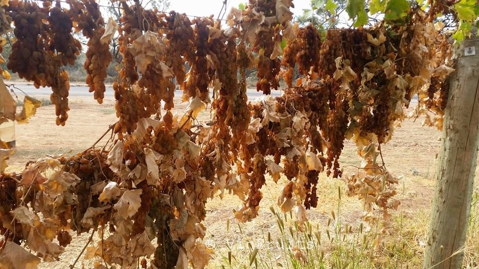 Nho Khô Nguyên Cành Nhập Khẩu úc - Nho khô không hạt ÚC