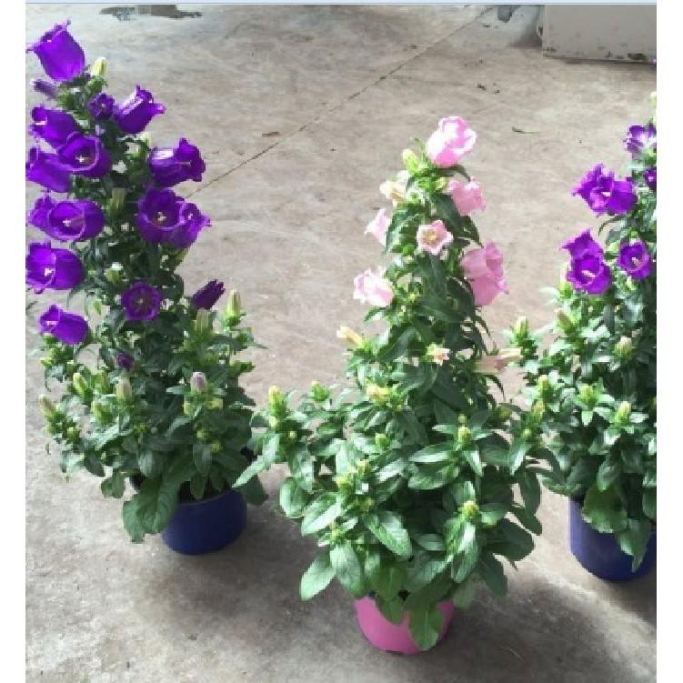 Hạt giống hoa chuông mix màu - 50hạt/gói