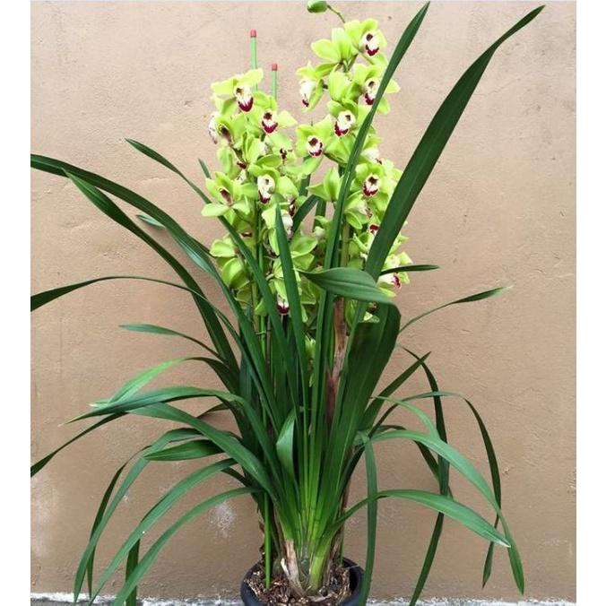 Củ giống hoa địa lan santo hoa màu xanh - 1 củ